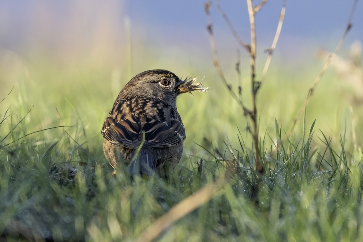 Golden-crowned Sparrow - ML644477453