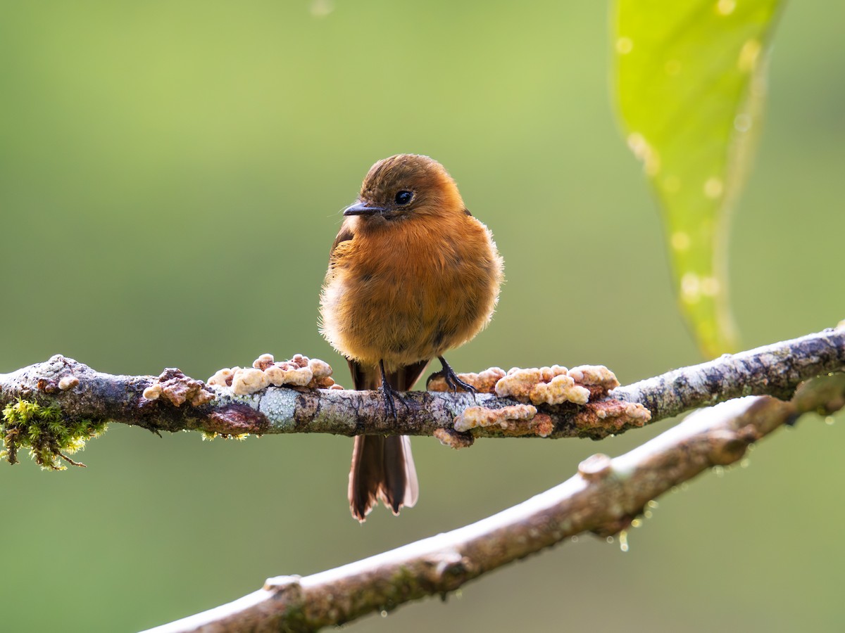 Cinnamon Flycatcher - ML644477461
