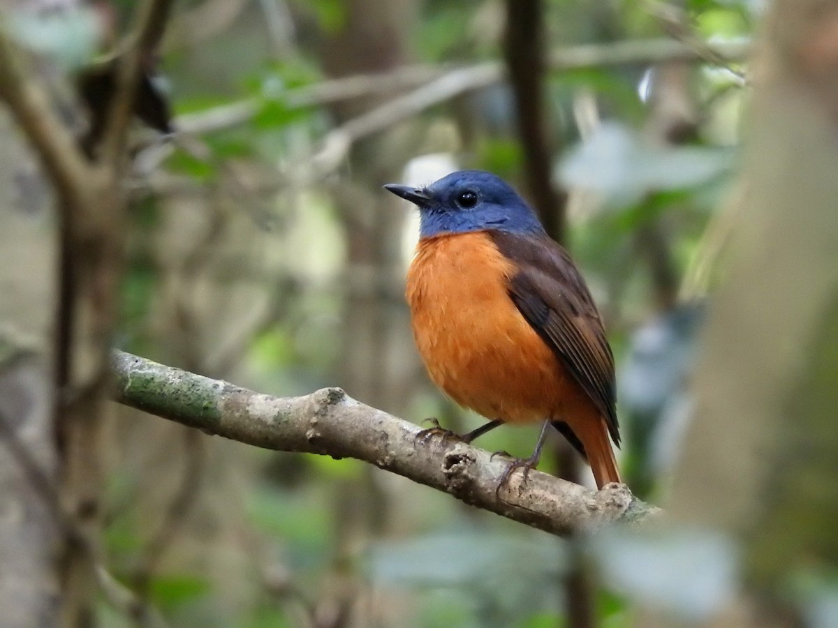 Amber Mountain Rock-Thrush - ML644477464