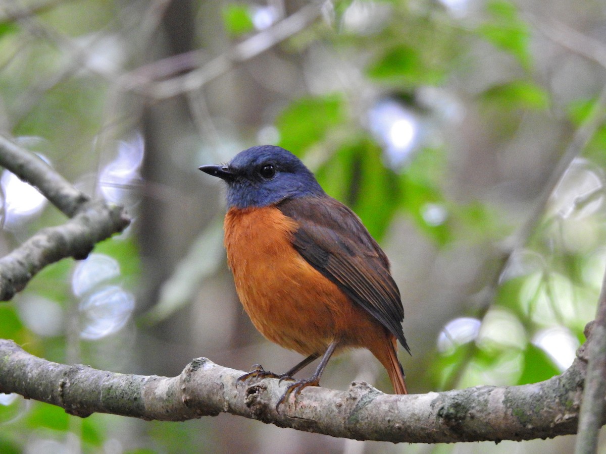 Amber Mountain Rock-Thrush - ML644477465