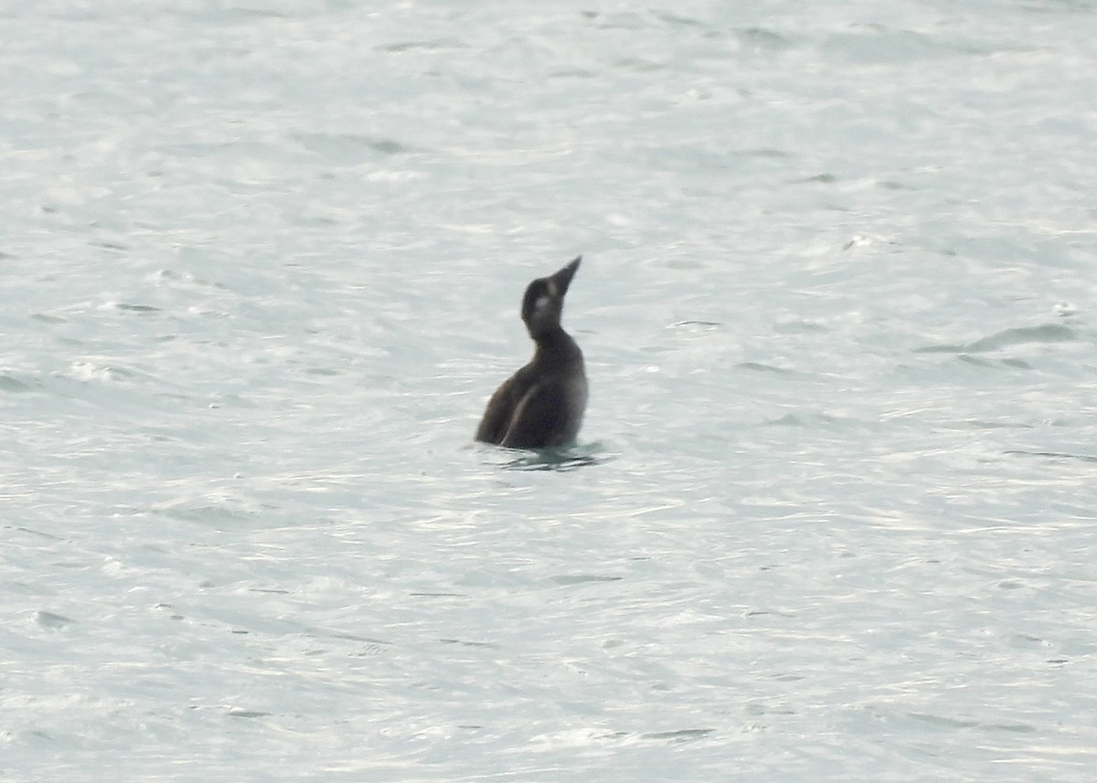 Surf Scoter - ML644477472