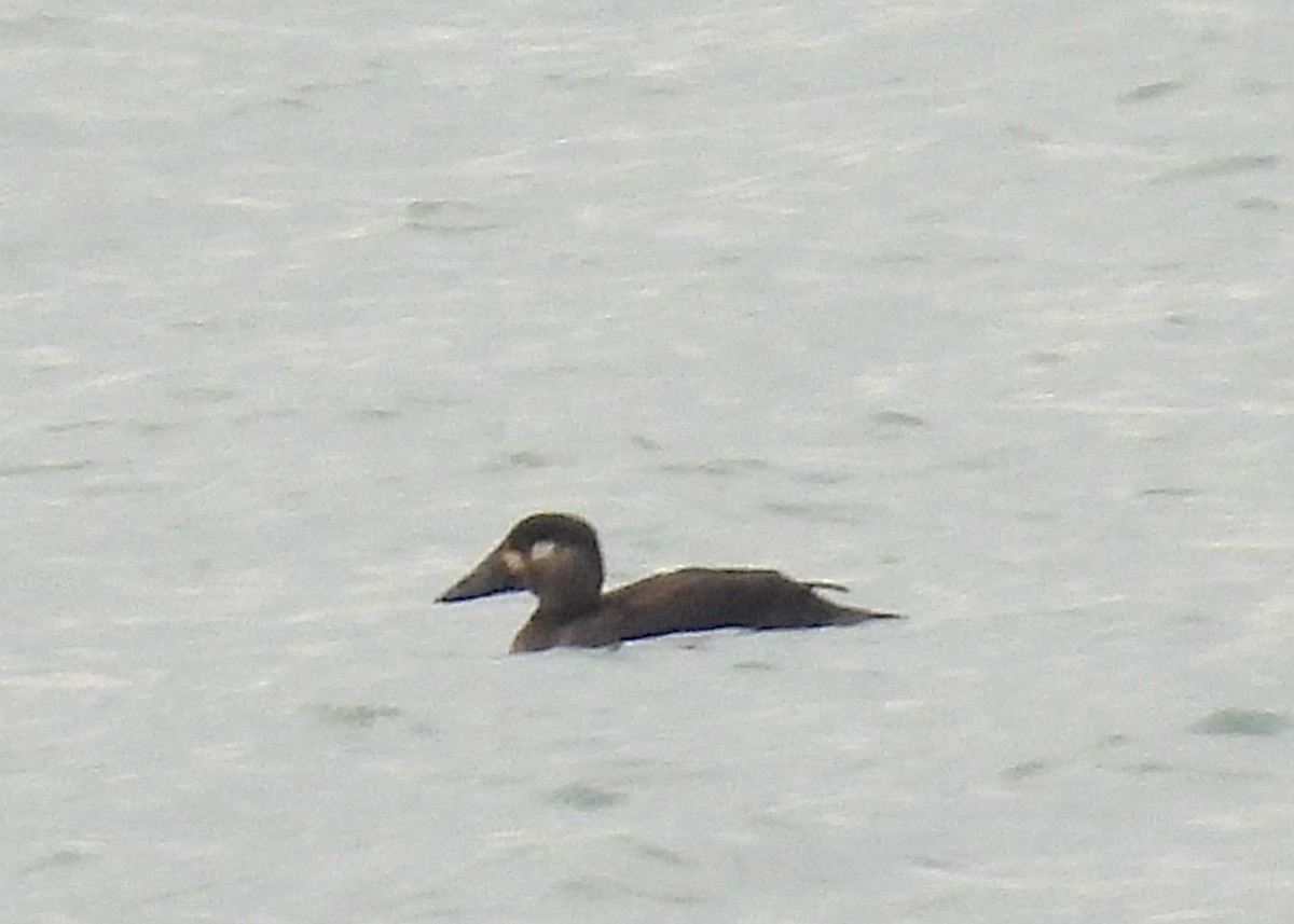 Surf Scoter - ML644477473