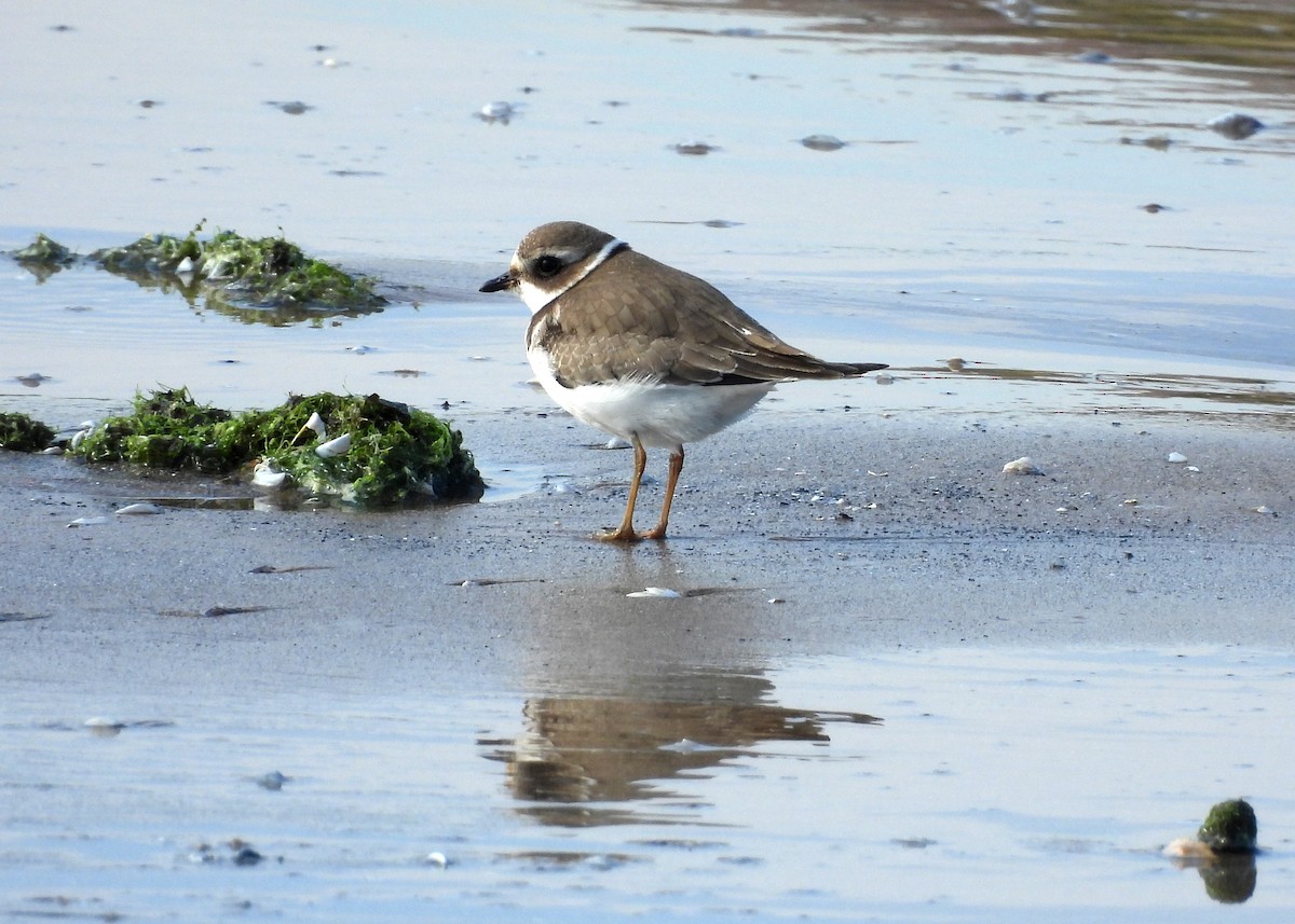 Semipalmated Plover - ML644477482