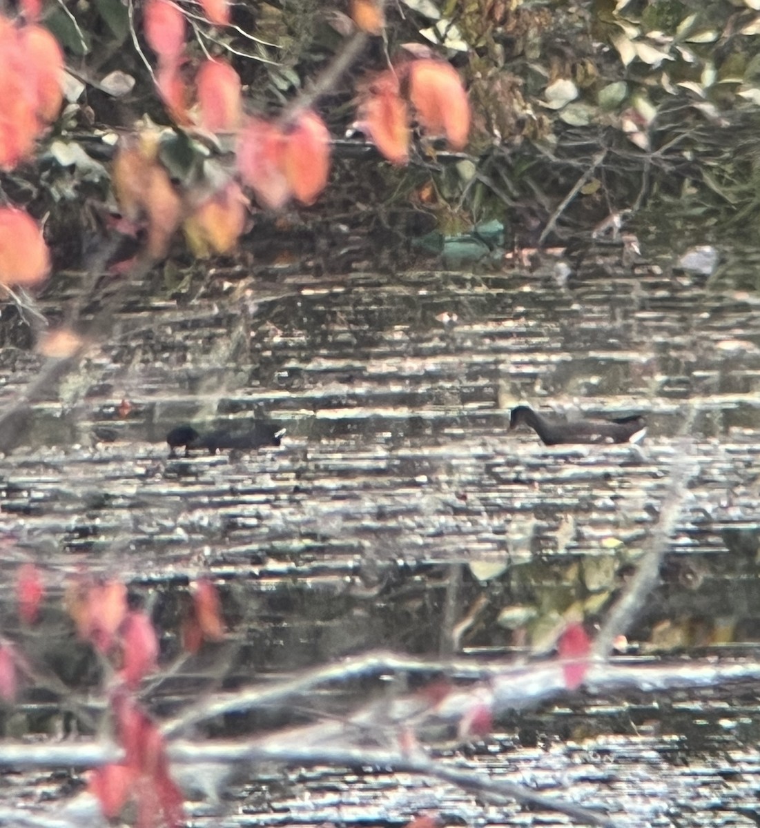 Common Gallinule - ML644477485