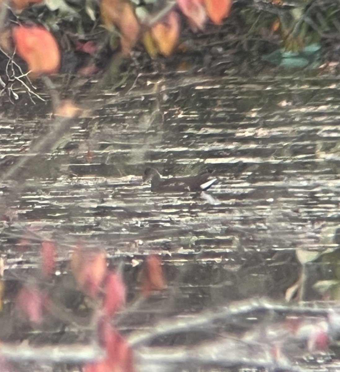 Common Gallinule - ML644477486