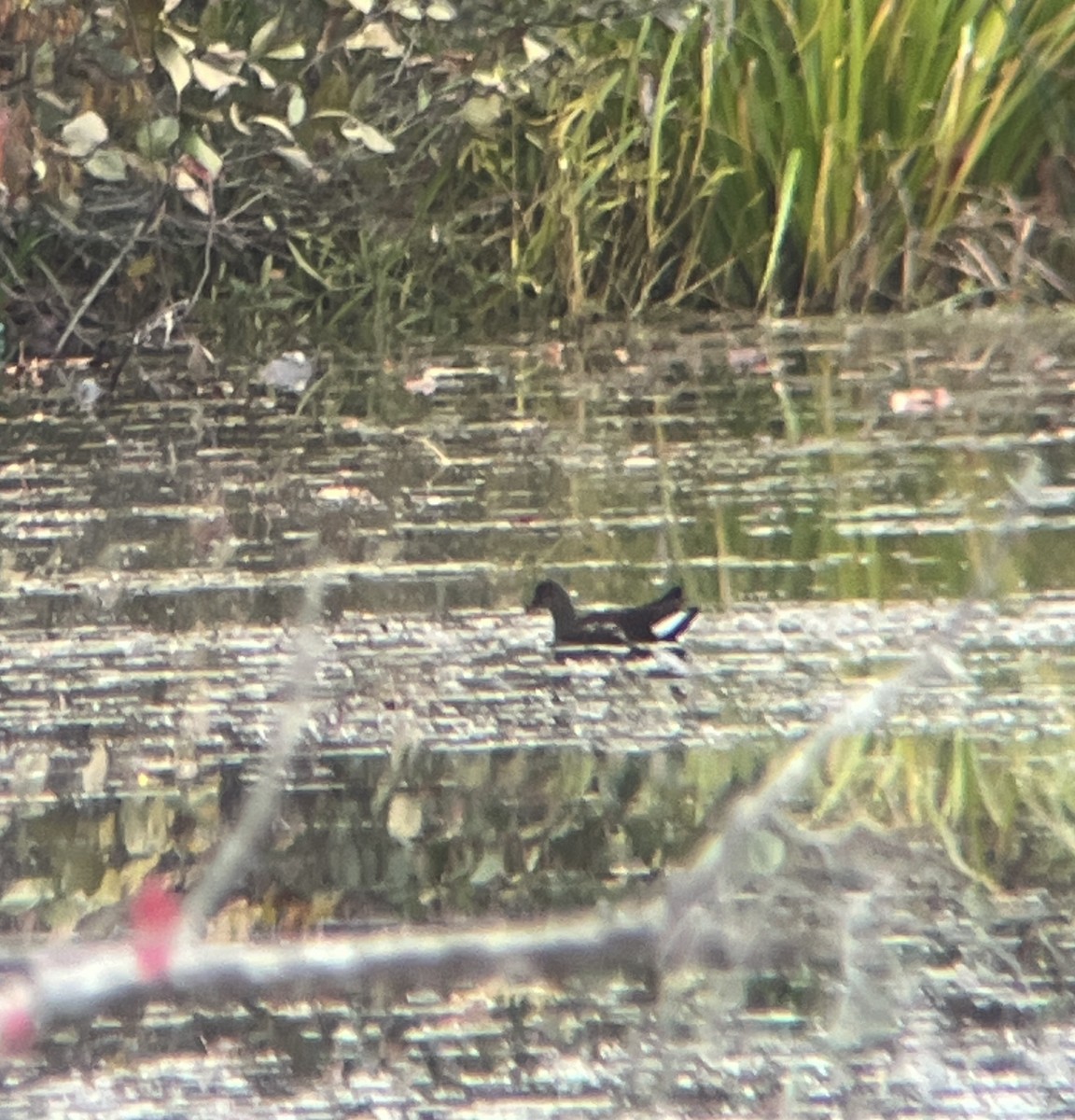 Common Gallinule - ML644477487