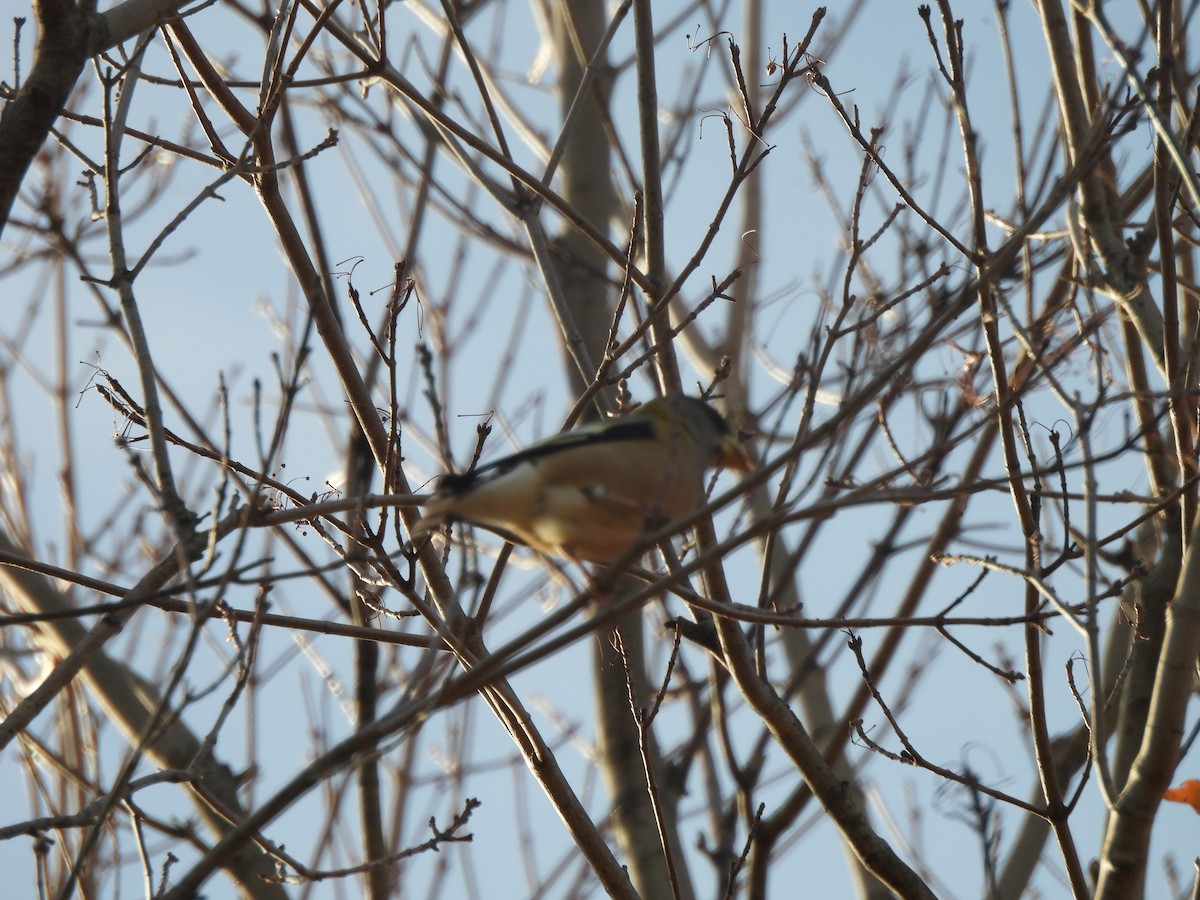Evening Grosbeak - ML644477488