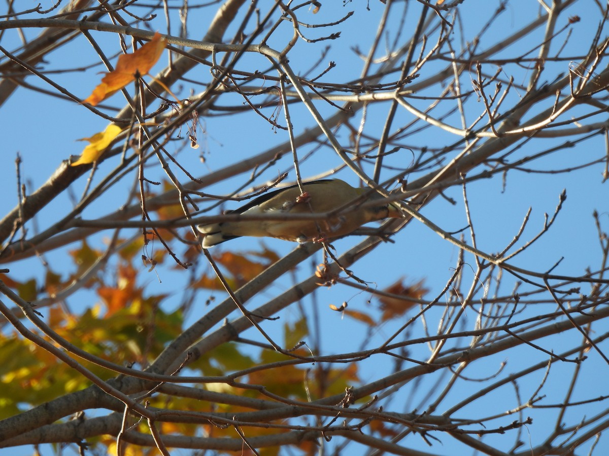 Evening Grosbeak - ML644477489