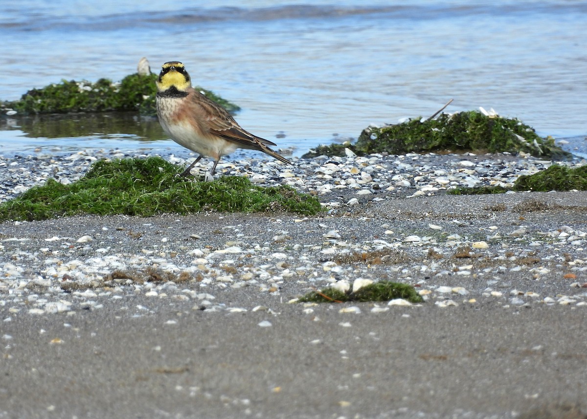 Horned Lark - ML644477496