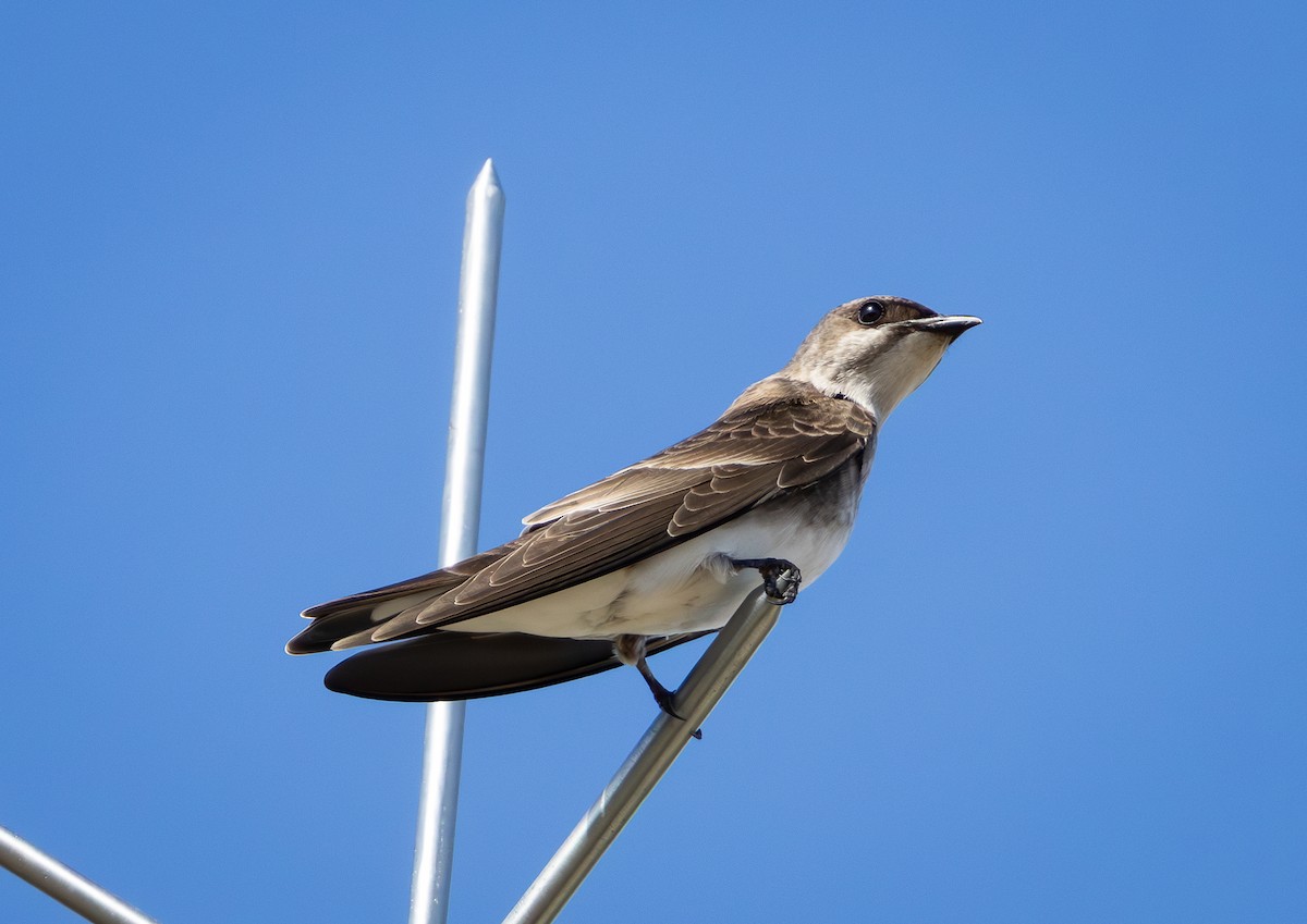 Brown-chested Martin - ML644477499