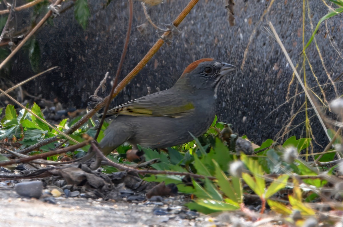 Тауї зеленохвостий - ML644477503