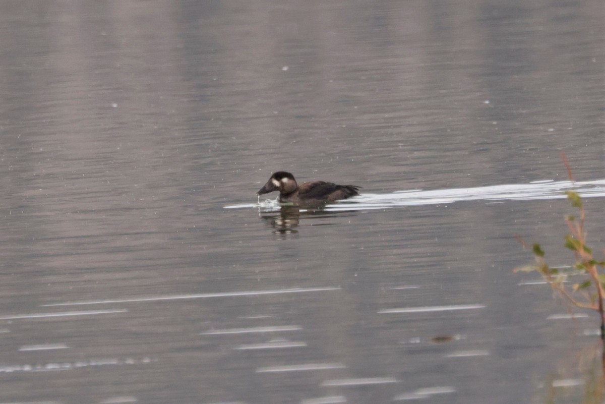 Surf Scoter - ML644477505