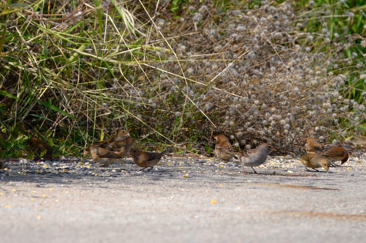 Indigo Bunting - ML644477506