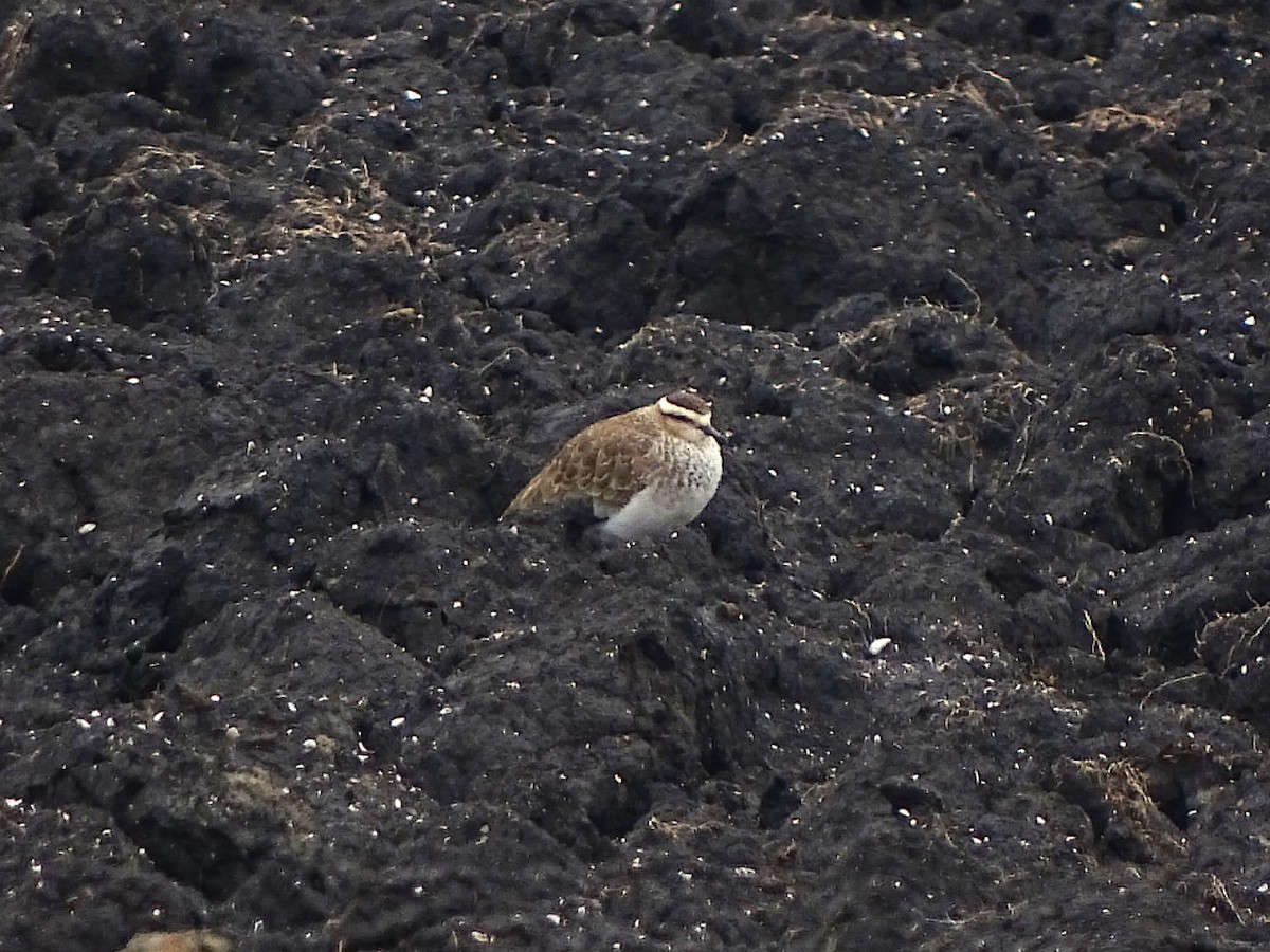 Vanneau sociable - ML644477508