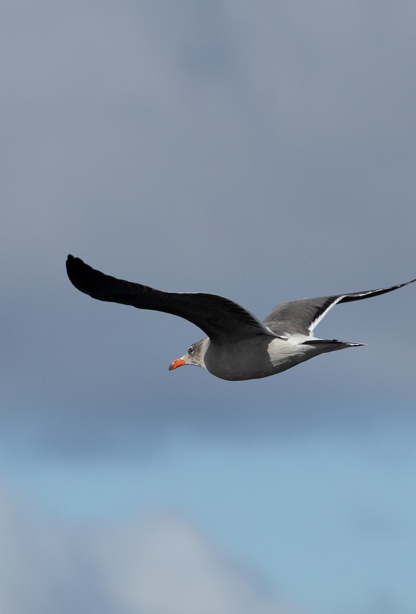 Heermann's Gull - ML644477510