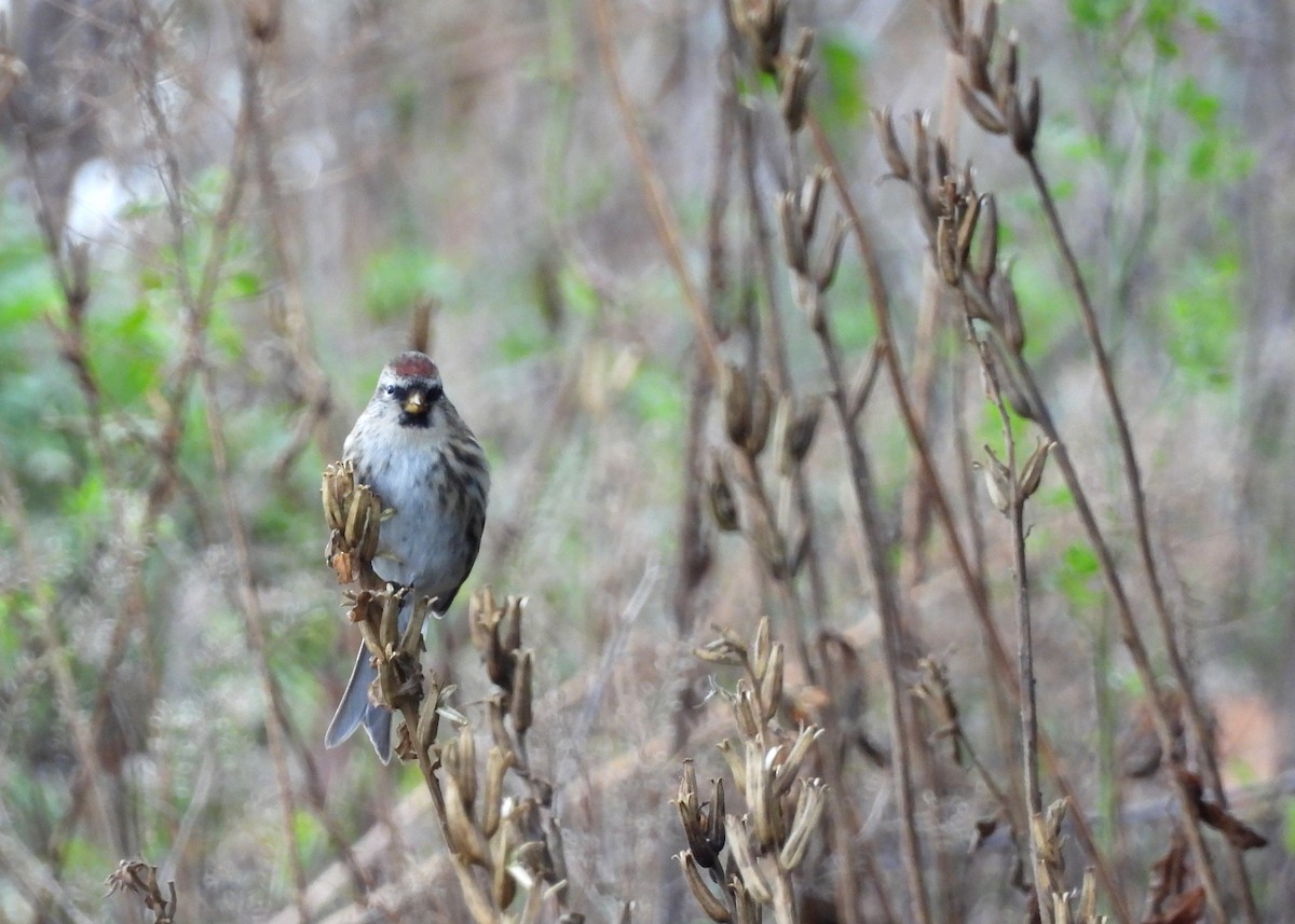 Дөлөн цэгцүүхэй - ML644477511