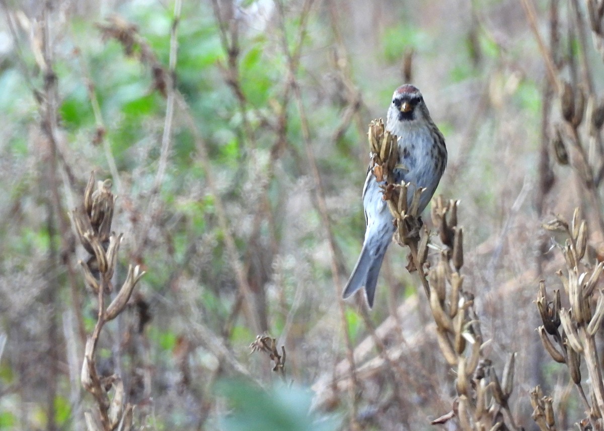 Дөлөн цэгцүүхэй - ML644477512