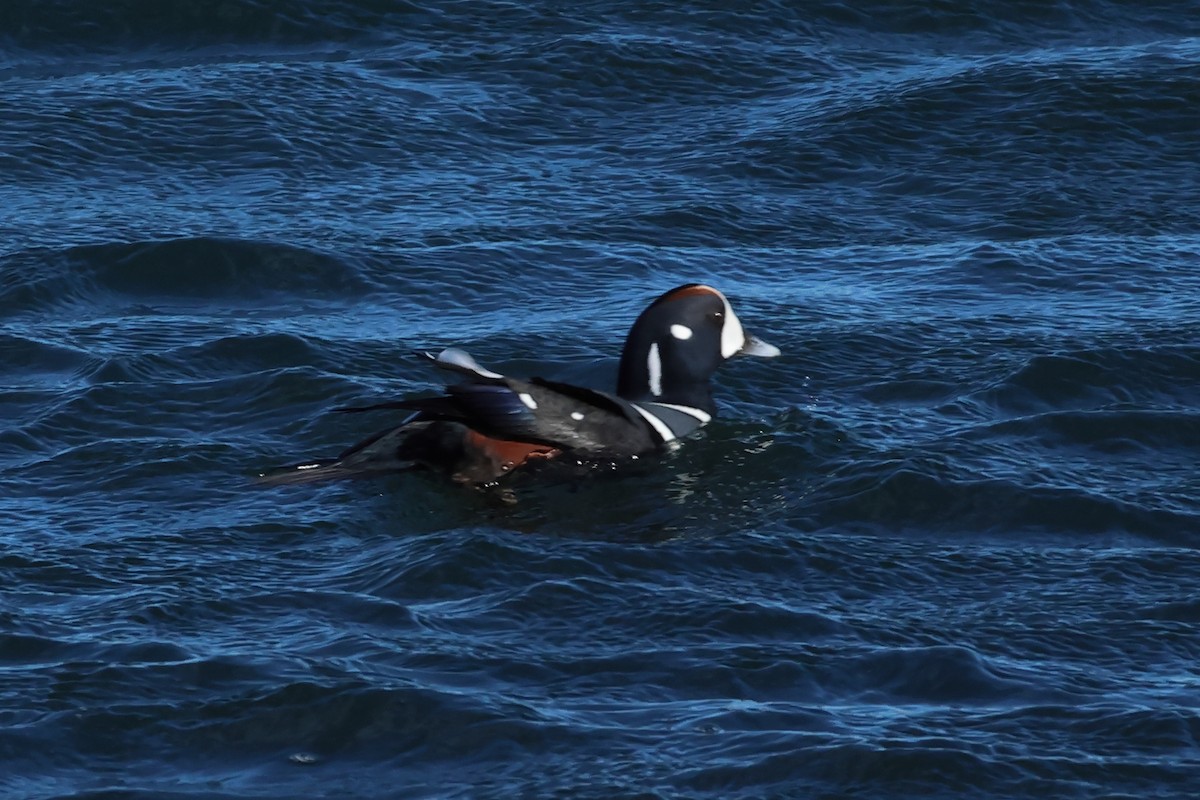 Хотгуужин чөрх - ML644477513