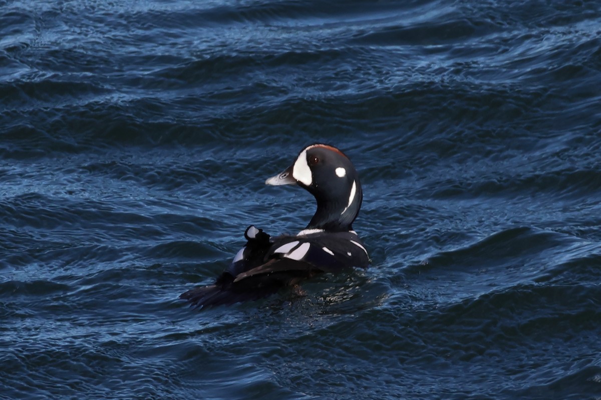 Хотгуужин чөрх - ML644477514