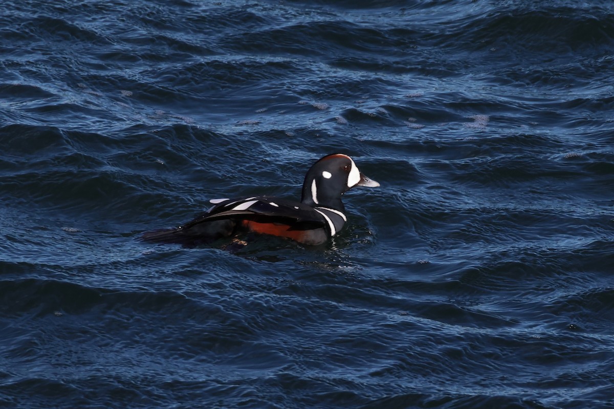 Хотгуужин чөрх - ML644477515