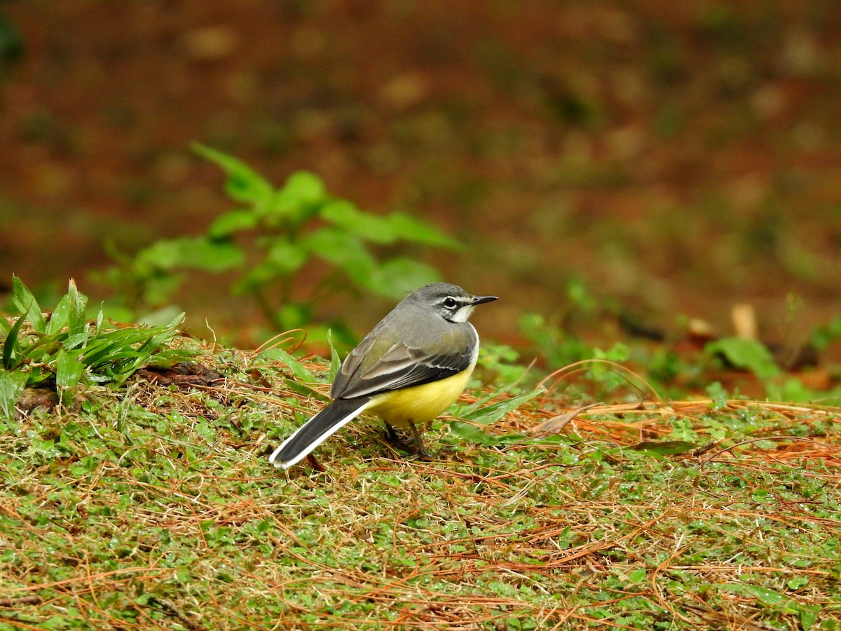 Madagascar Wagtail - ML644477517