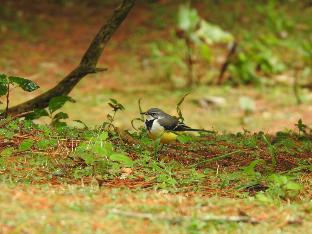 Madagascar Wagtail - ML644477518