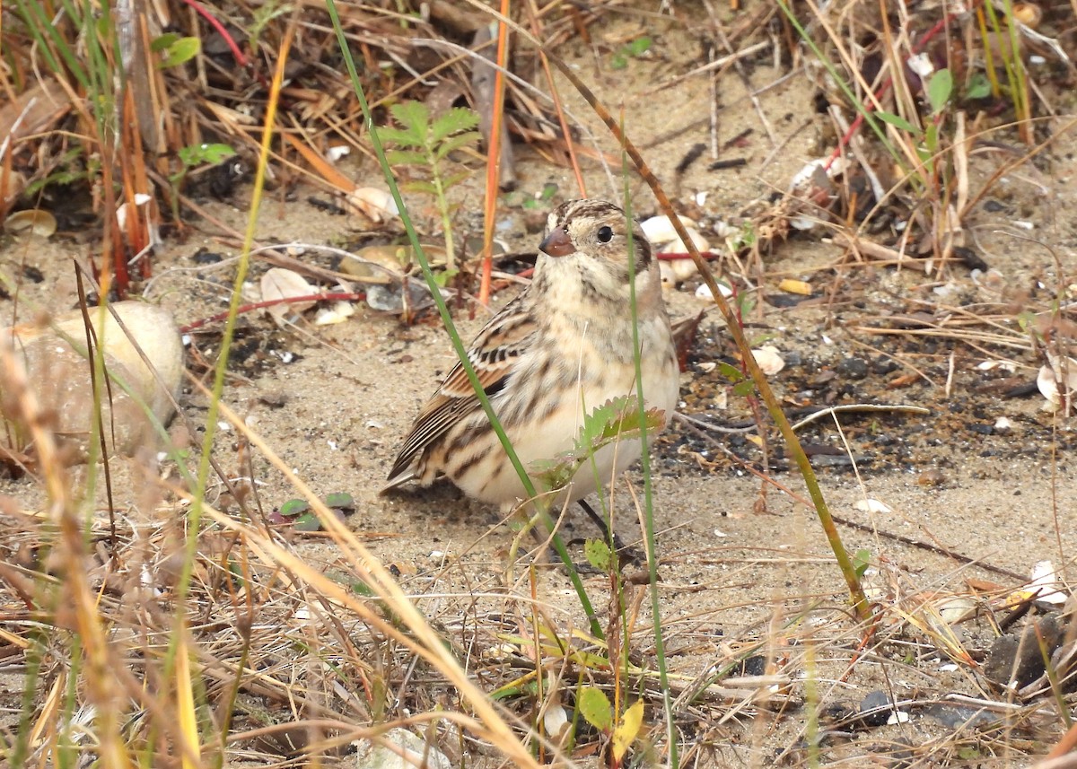 Буулгат хөмрөг - ML644477522