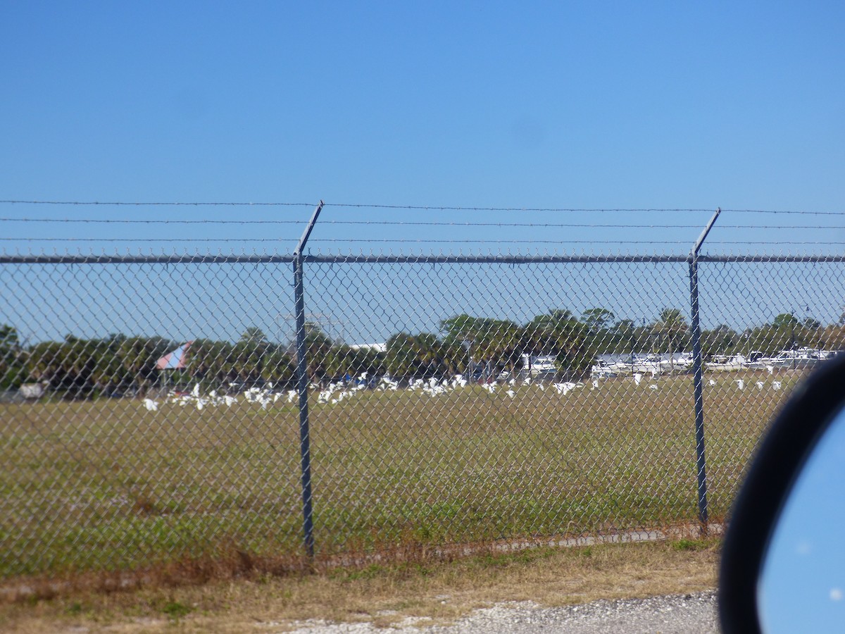 Western Cattle-Egret - ML644477523