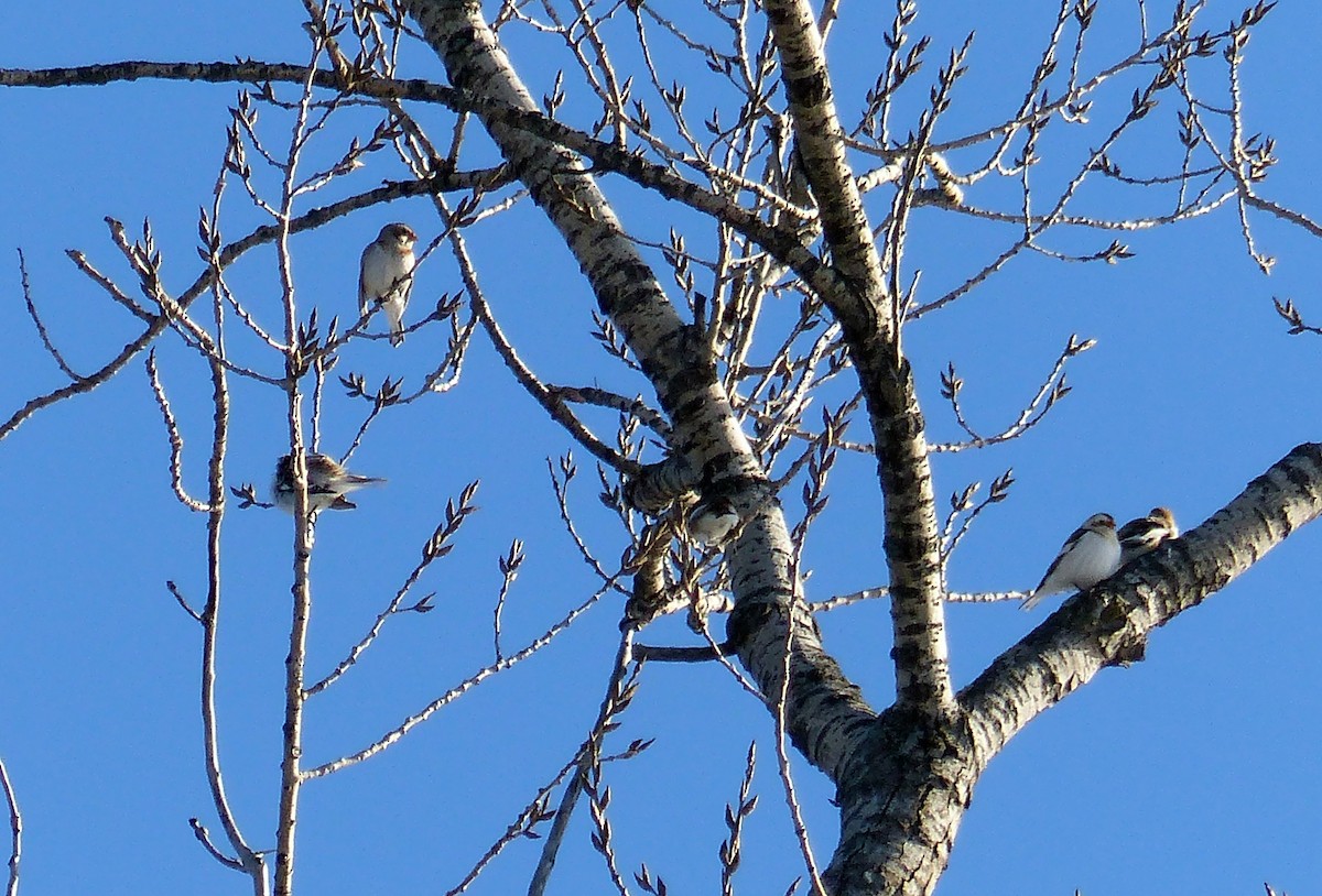 Schneeammer - ML644477524