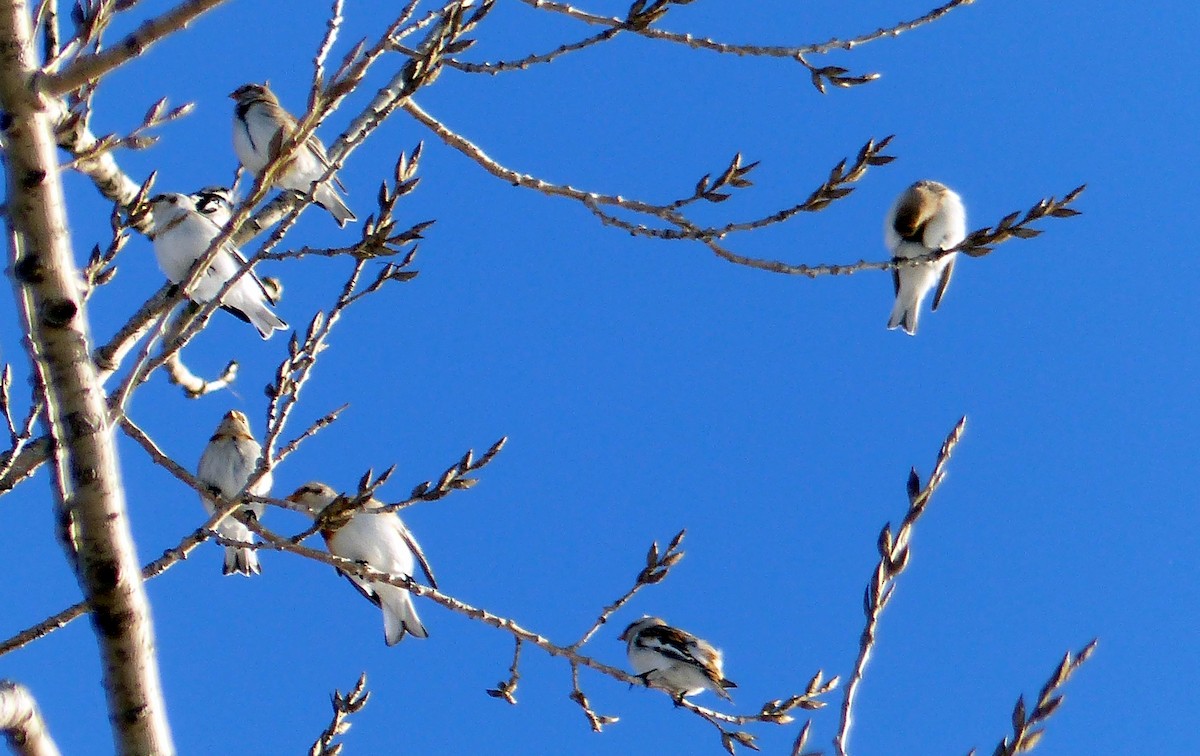 Schneeammer - ML644477525