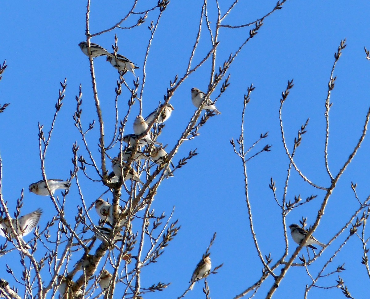 Цасч хөмрөг - ML644477526