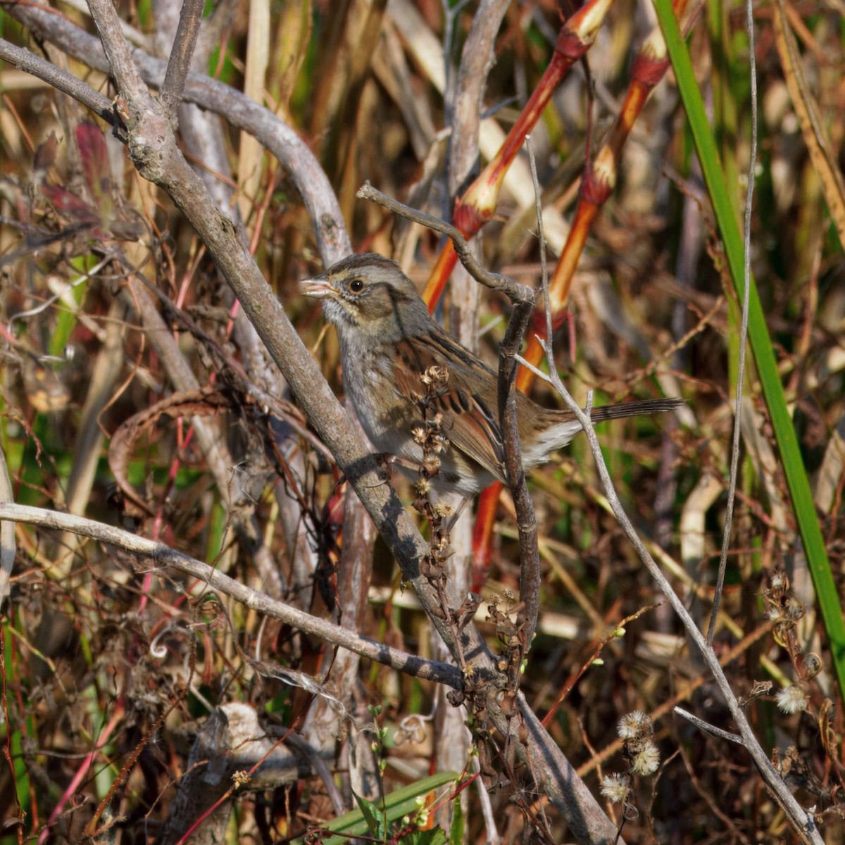 Swamp Sparrow - ML644477528