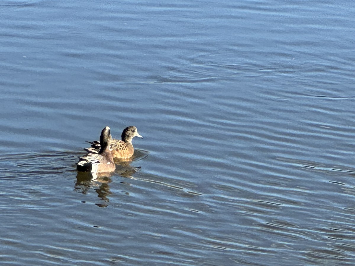 American Wigeon - ML644477530