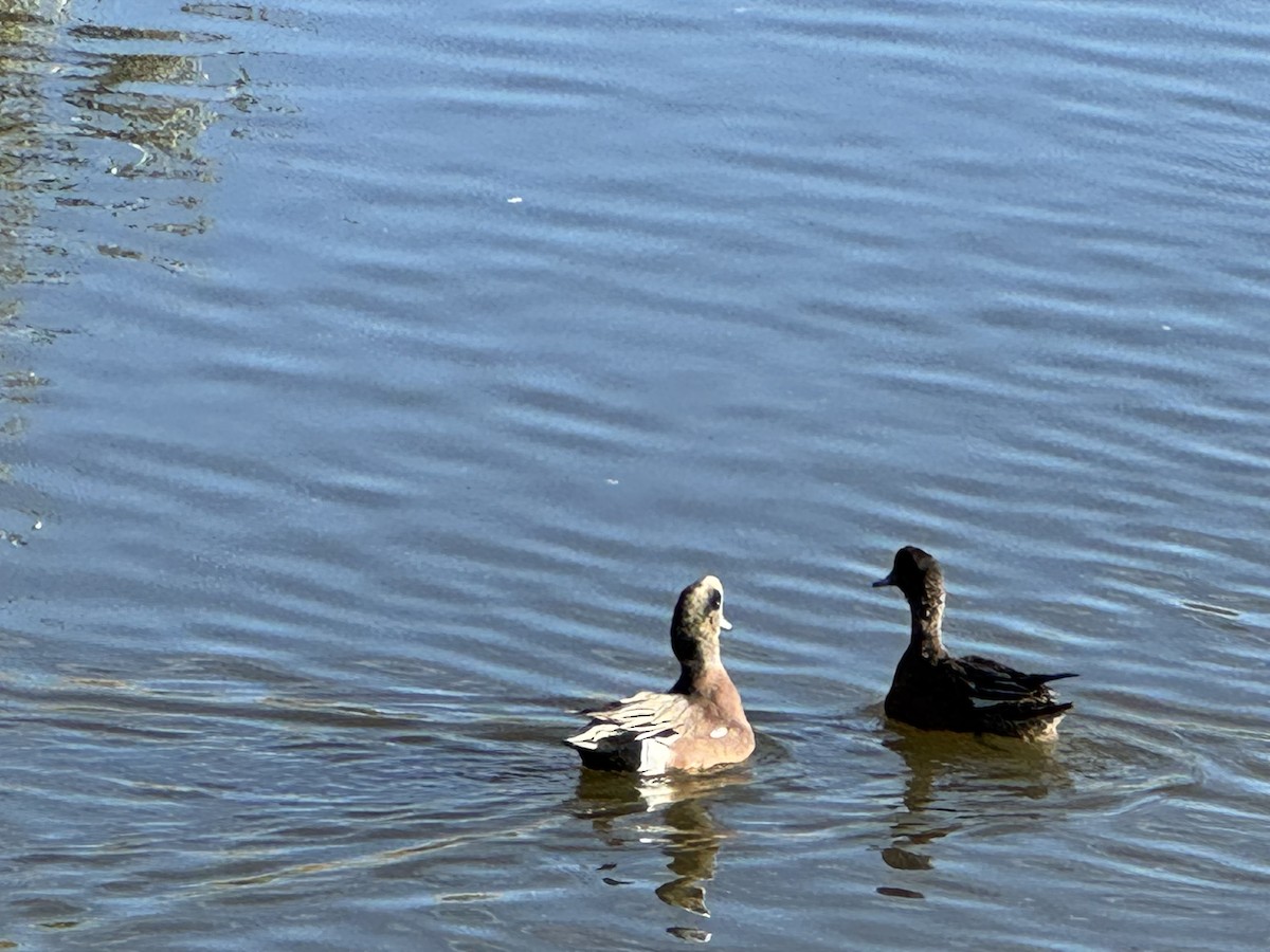 American Wigeon - ML644477531