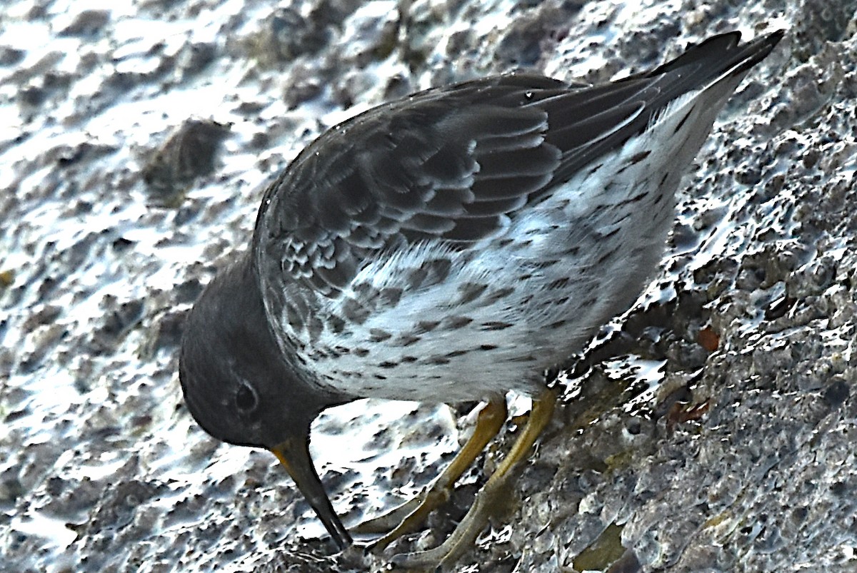 Purple Sandpiper - ML644477532