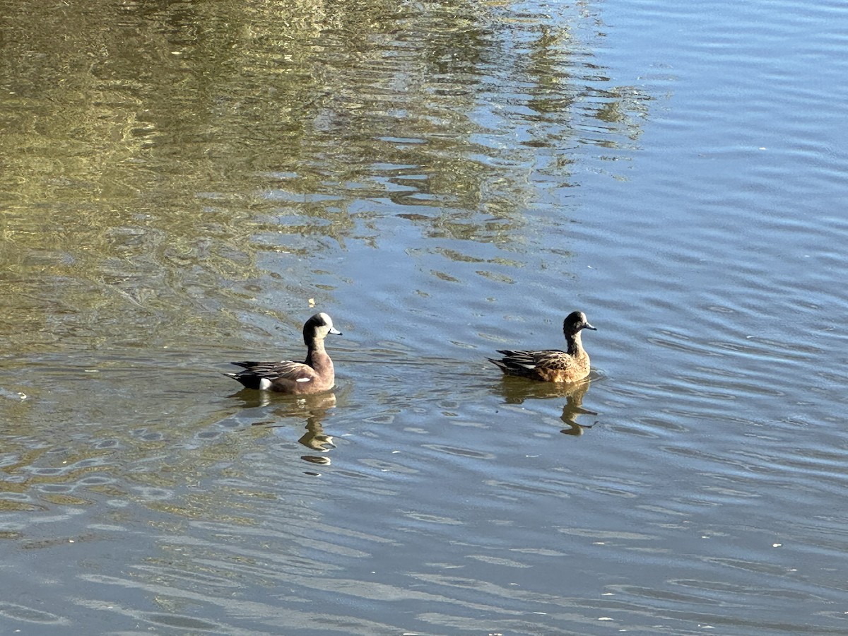 American Wigeon - ML644477533