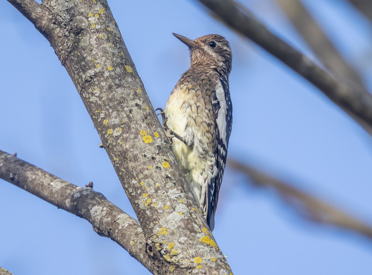 Yellow-bellied Sapsucker - ML644477534
