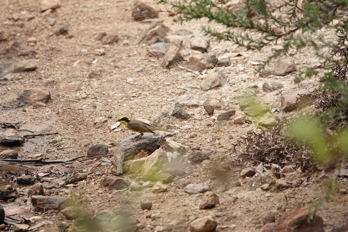 Yellow-tufted Honeyeater - ML644477535
