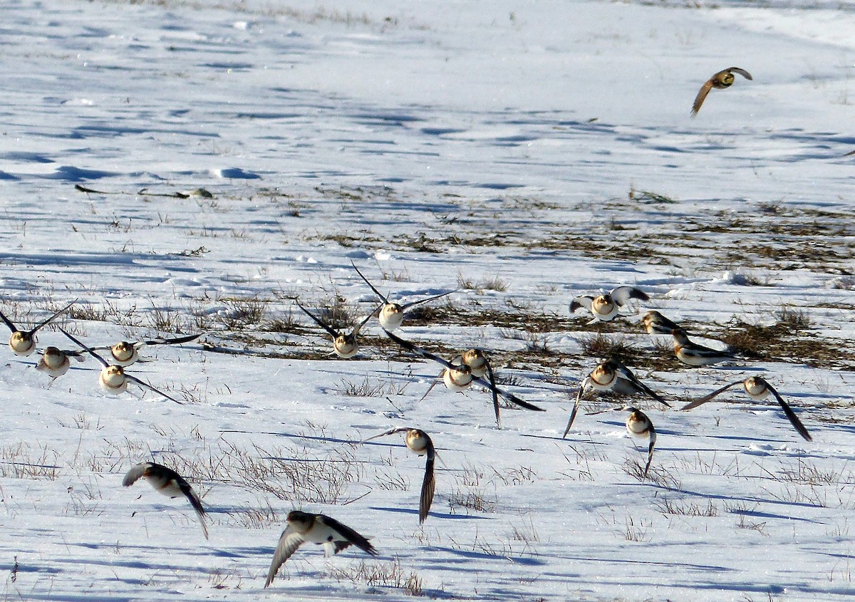 Ohrenlerche - ML644477536