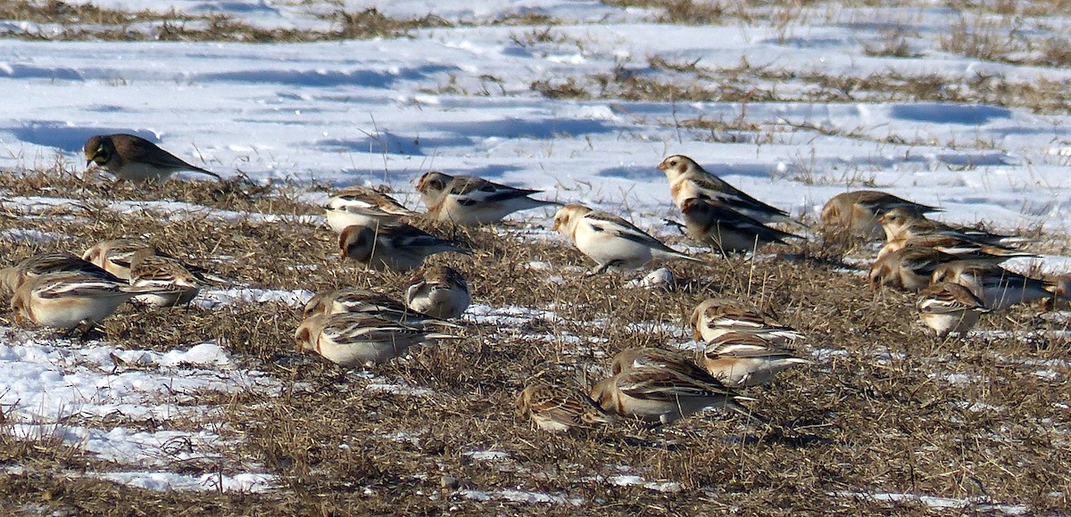 Schneeammer - ML644477539