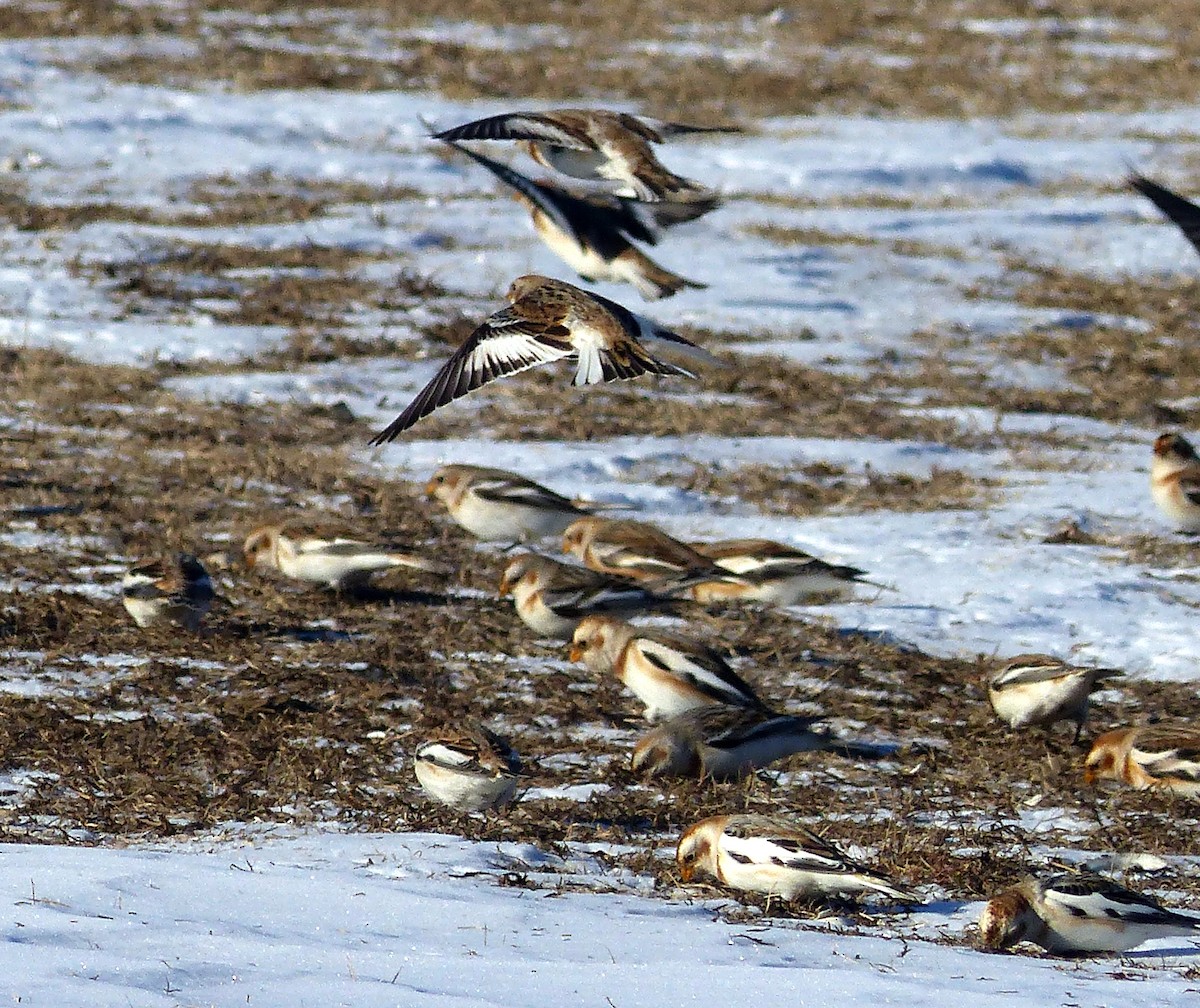 Schneeammer - ML644477540