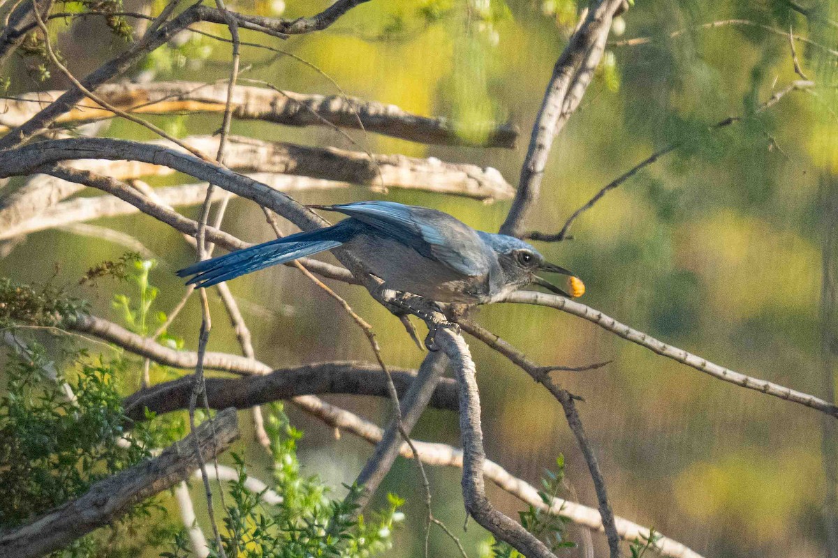Woodhouse's Scrub-Jay - ML644477541