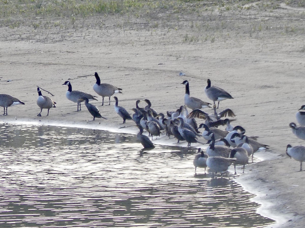 Канад галуу - ML644477542