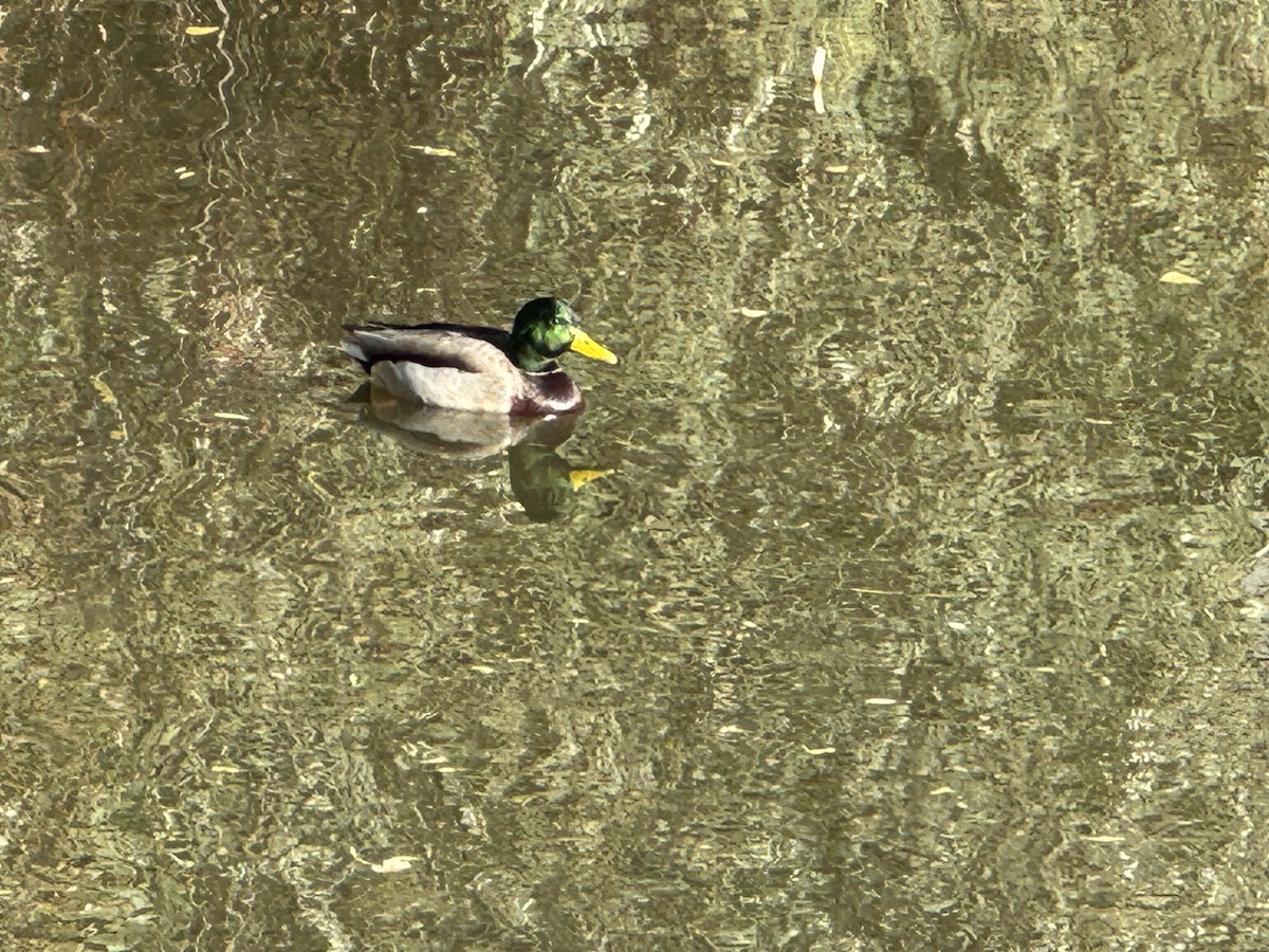 Зэрлэг нугас - ML644477543