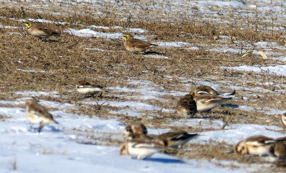 Ohrenlerche - ML644477547