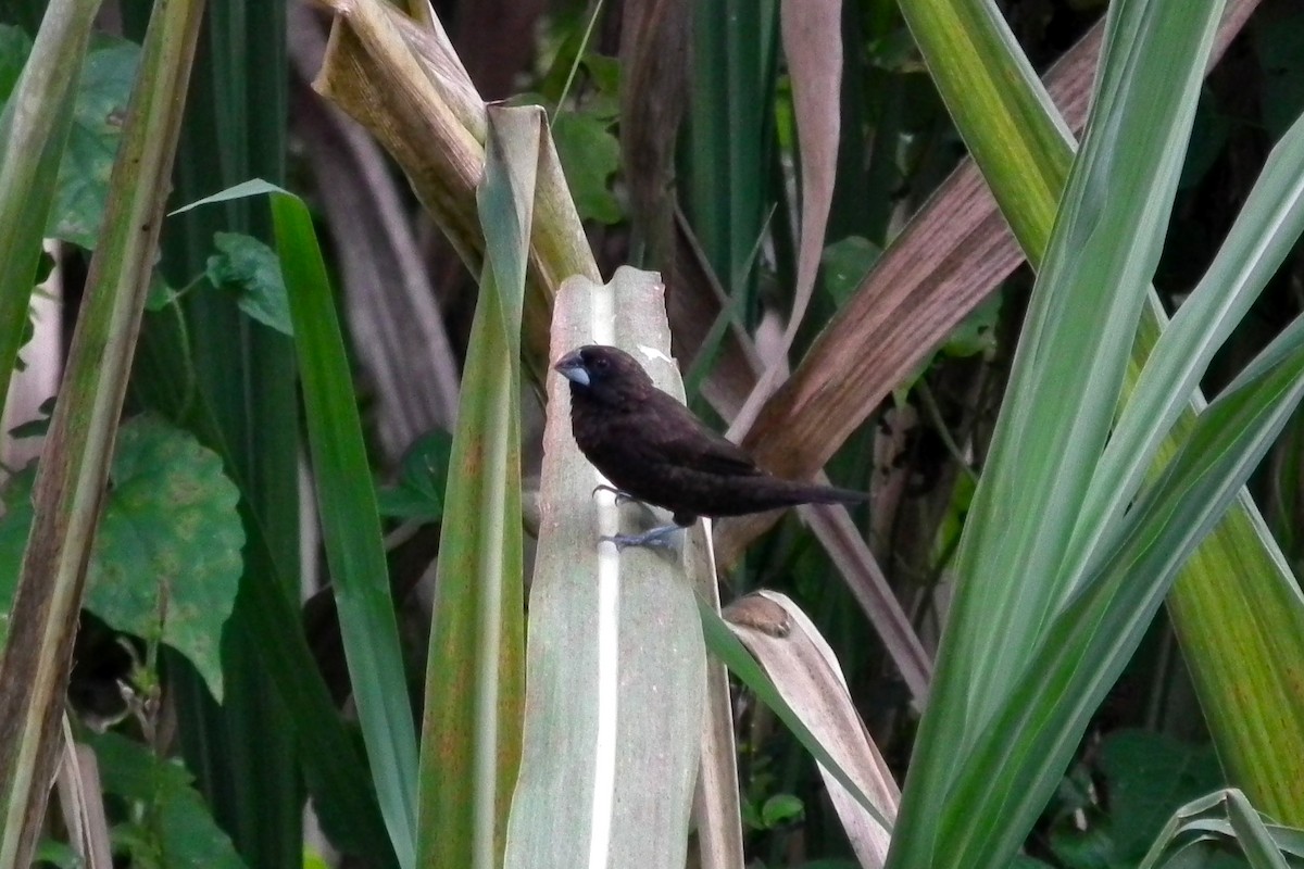 Borneobronzemännchen - ML644477549