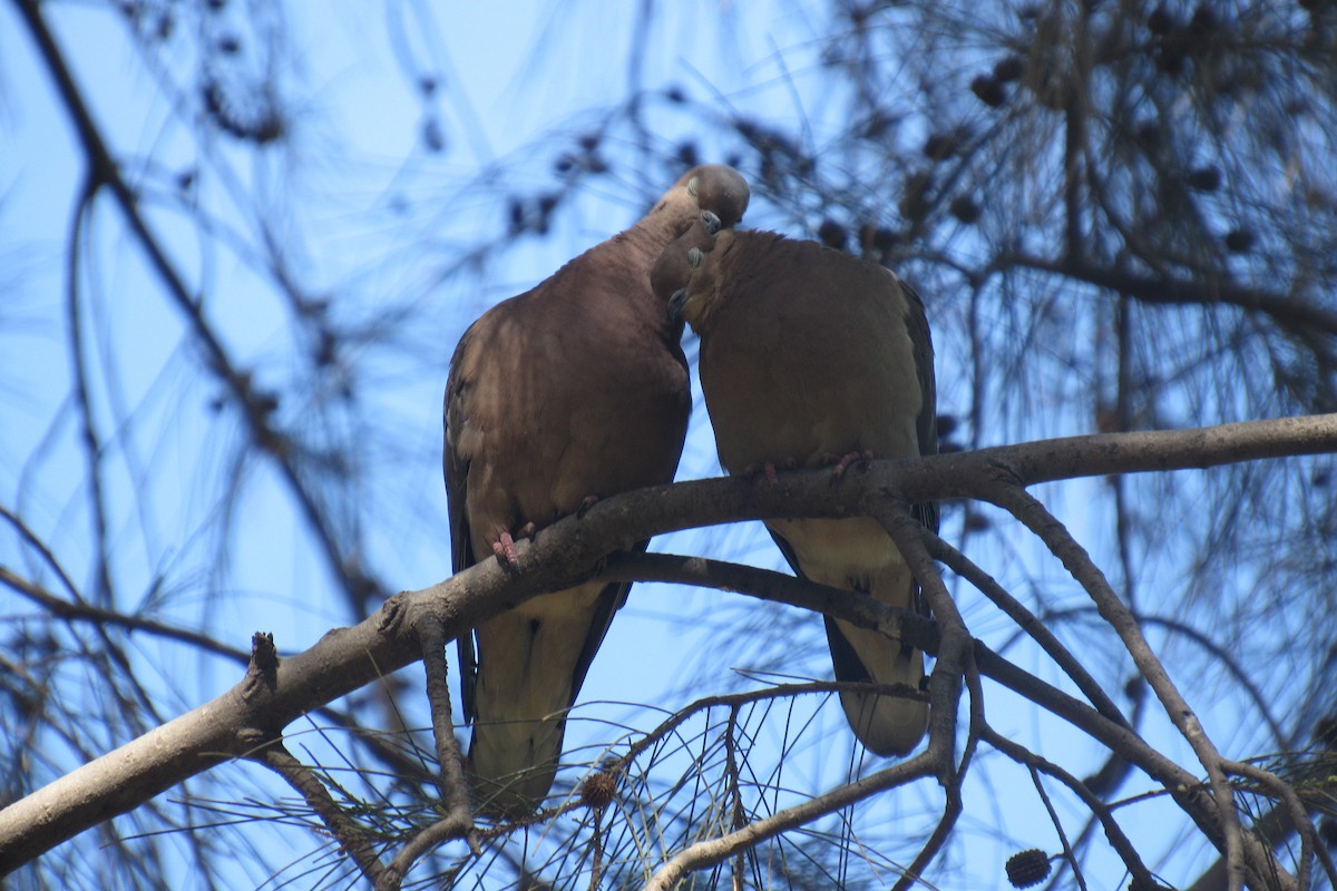 Eared Dove - ML644477556