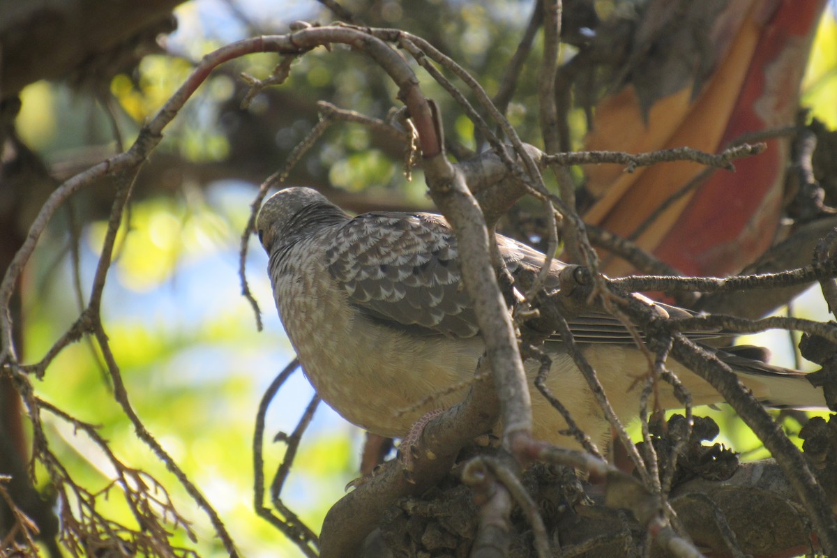 Eared Dove - ML644477558