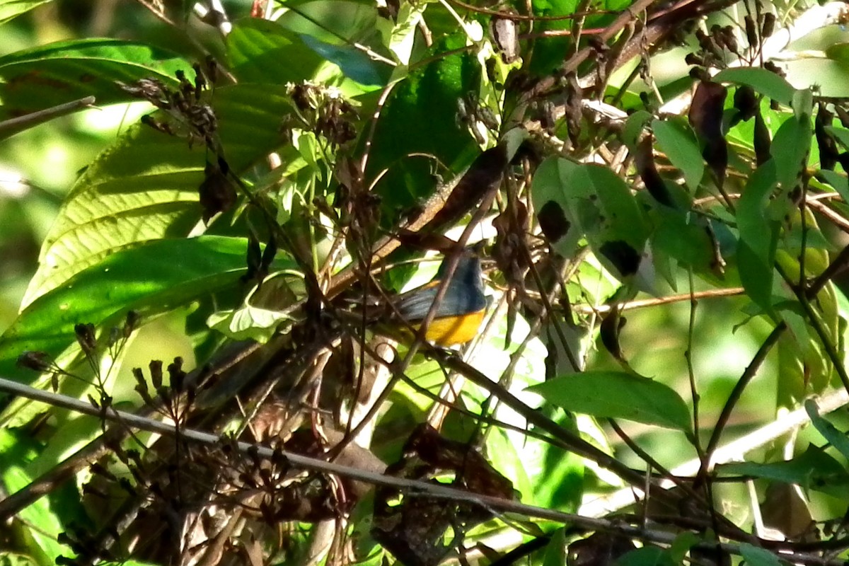 Orangebauch-Mistelfresser - ML644477565