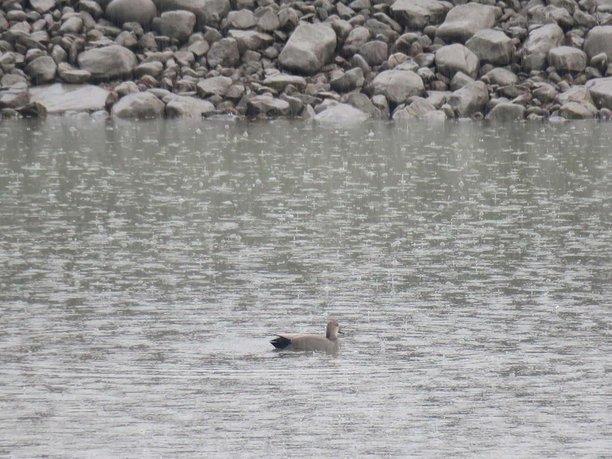 Нерозень - ML644477568